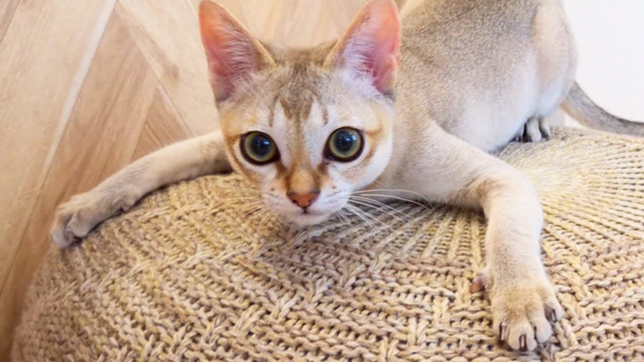 親元を離れて新居に馴染もうと元気にがんばる子猫が可愛いすぎてヤバい