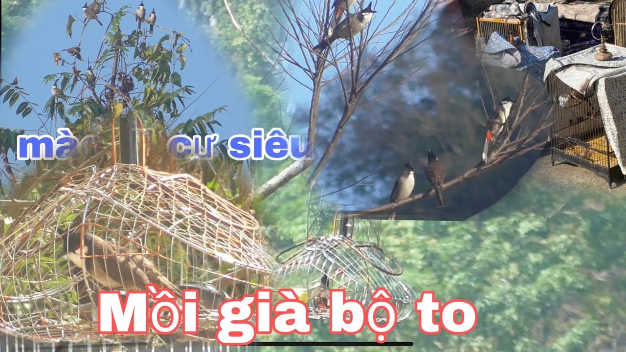 Ch&agrave;o m&agrave;o h&oacute;t đấu Huy sky
