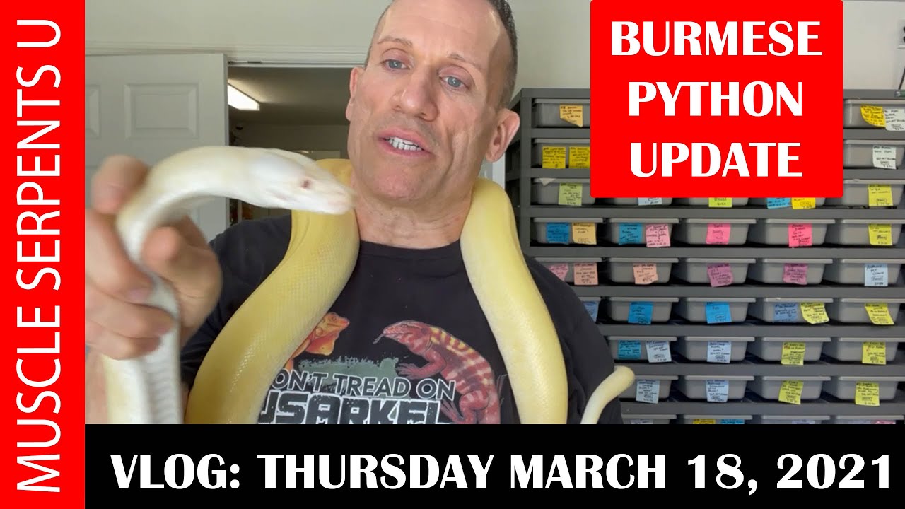 BURMESE PYTHON BREEDING! Plus PARADIGM BLOOD BOA VARIABILITY