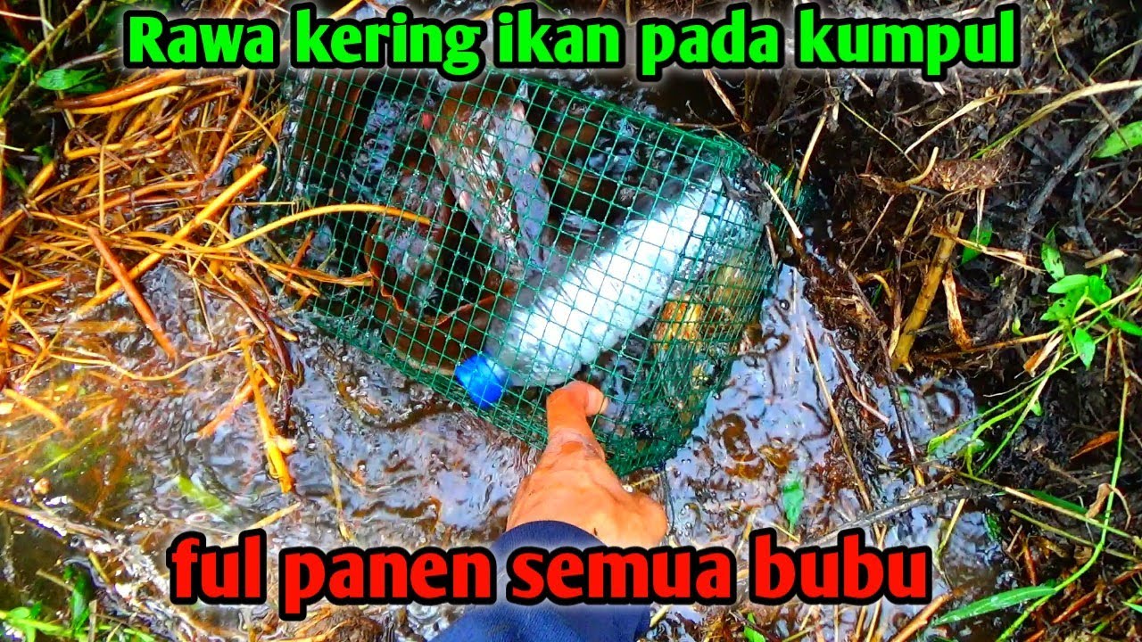 Pasang bubu di rawa hampir kering, ikanya pada kumpul,bubu ful semua