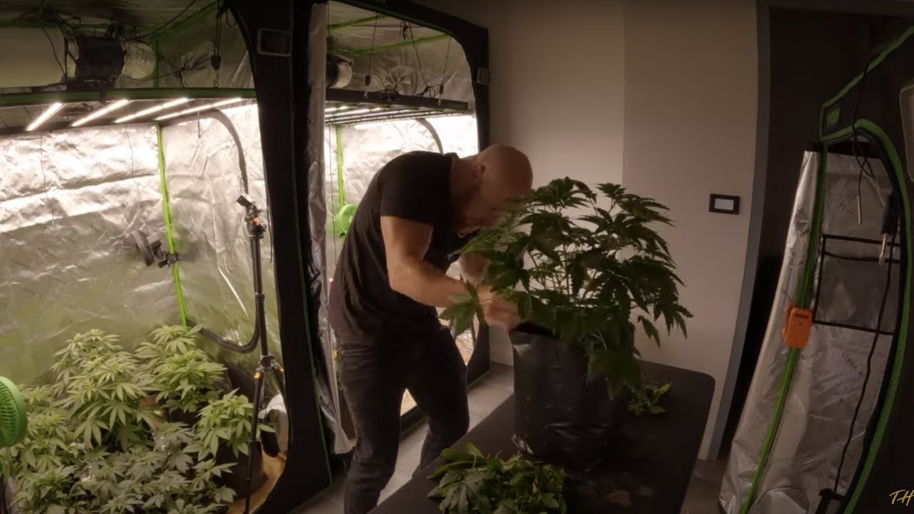 MASSIVE YIELD IN 4x4 TENT GROWING PLATINUM PAVE from SEED TO HARVEST