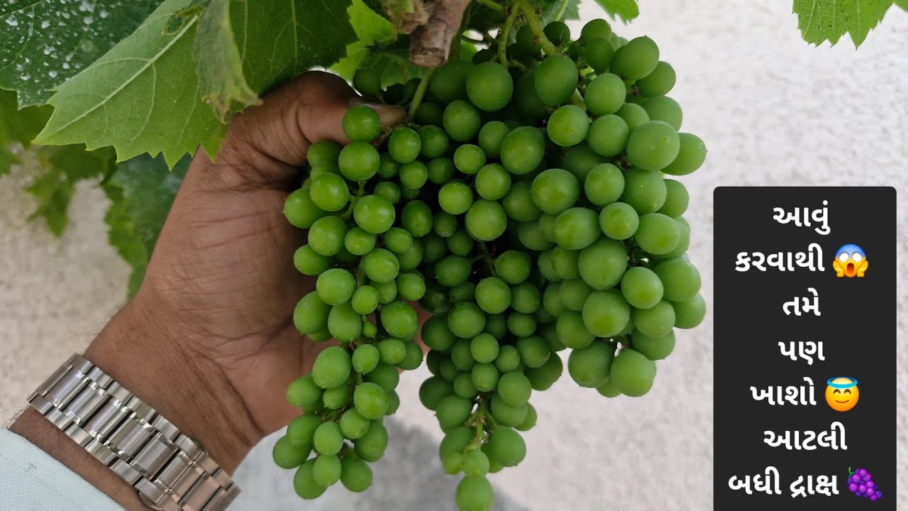 દ્રાક્ષમાં 🍇 કાપણી થી બમ્પર લૂમોની સંખ્યા અને સાઇઝ વધારવાની પ્રો ટીપ્સ 😱 #grapefarming #grape 