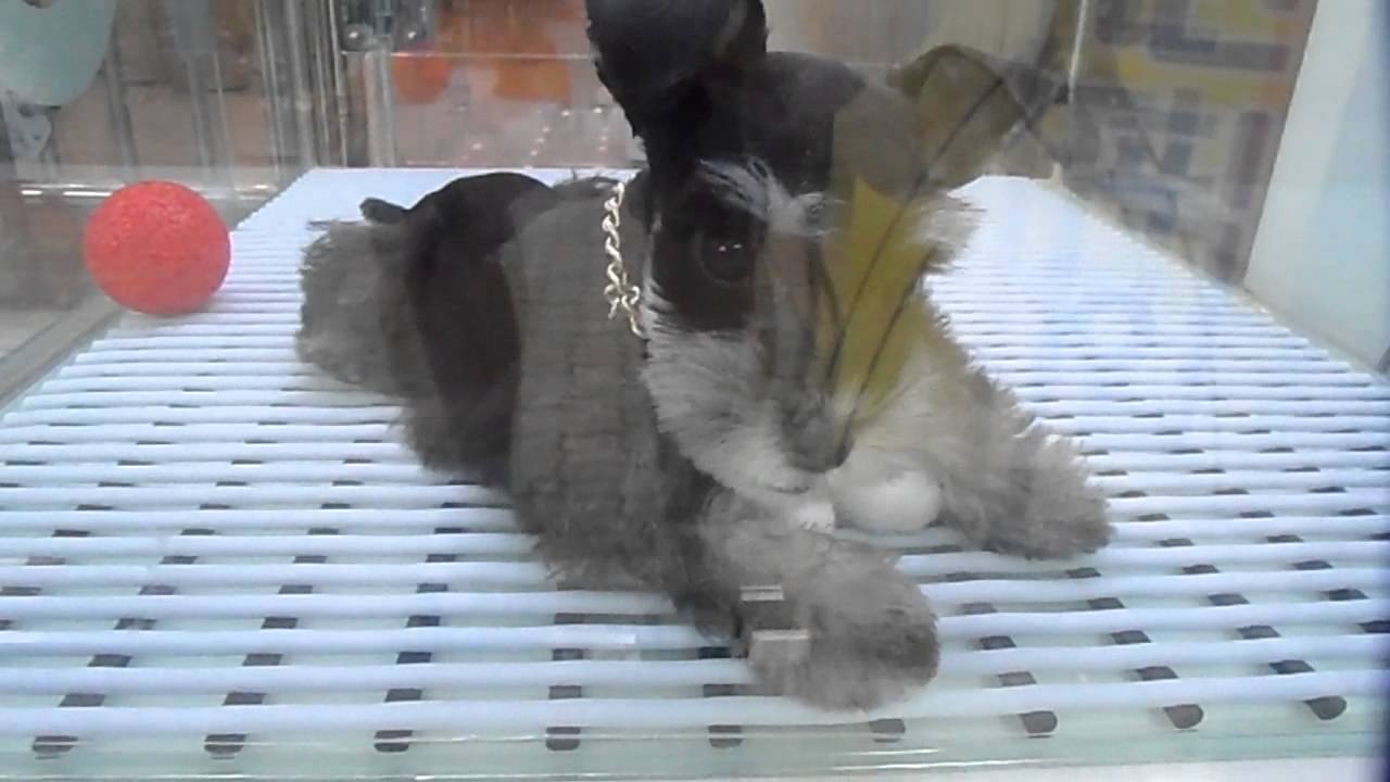 Tiergesch&auml;ft in Busan