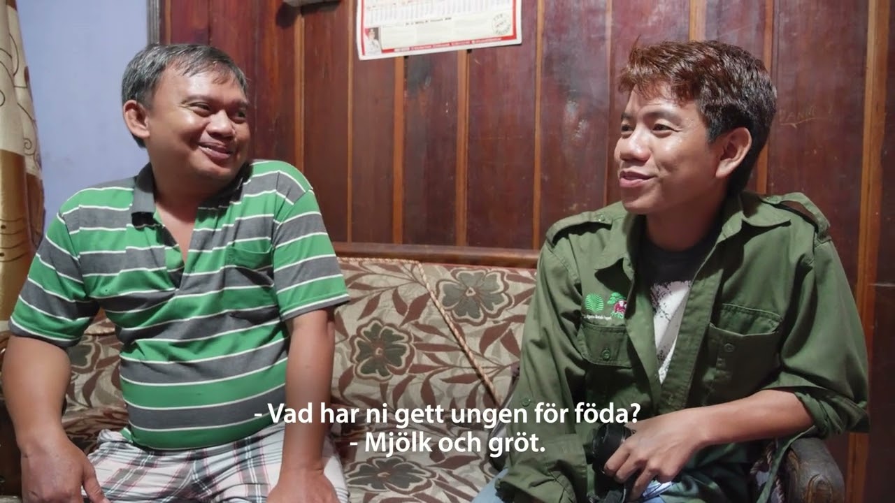 Räddning av orangutangunge på Borneo