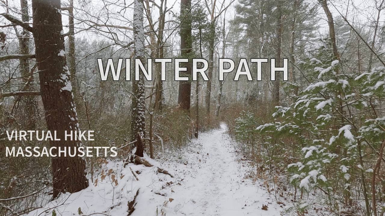Snowy Walk Through Forest in Massachusetts