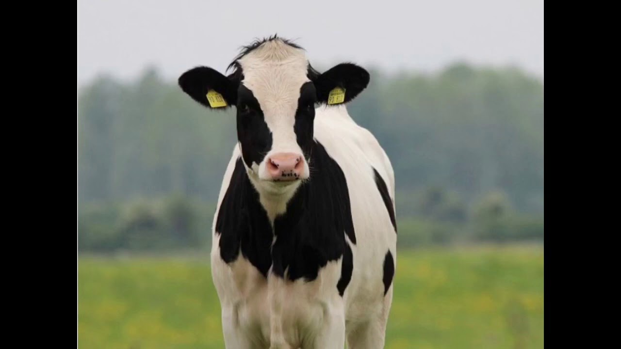 HARD Cow Type Beat “MOO” (prod Californic)