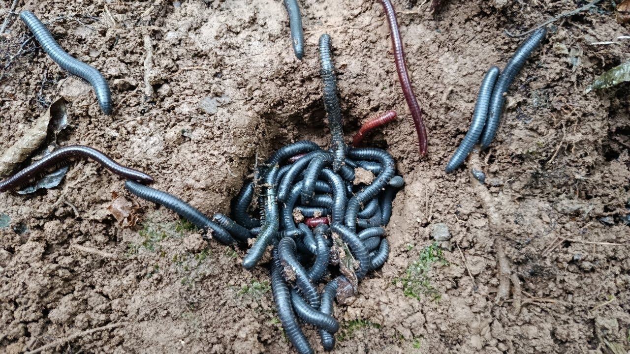 Hunting millipede kaki seribu besar di lubang part 34