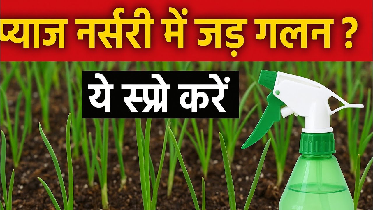 प्याज नर्सरी में जड़ गलन से बचाव | कौन सी दवा स्प्रे करें? पूरा समाधान