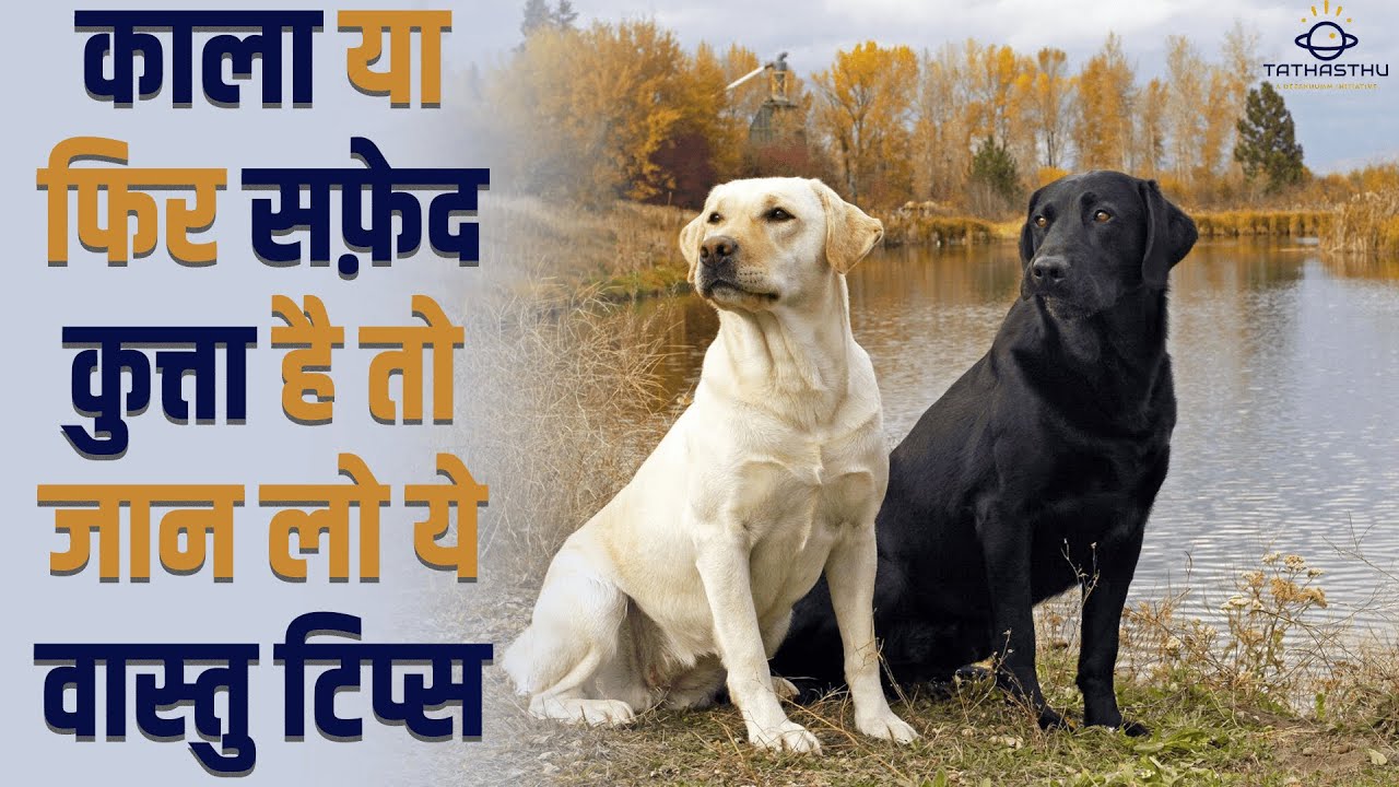 White Dog Vastu | Black Dog Vastu | Benefits of Keeping Dog | Dog Vastu Shastra