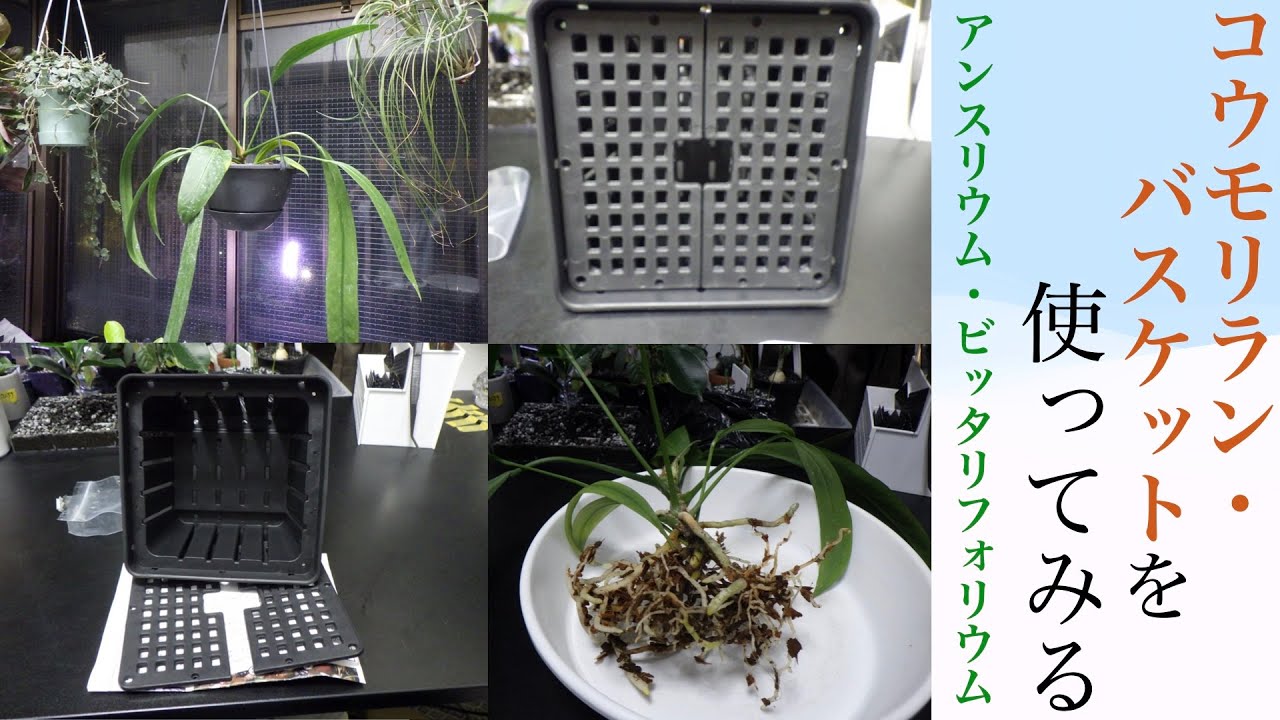 コウモリランバスケットに原種アンスリウムをベラボンで植える