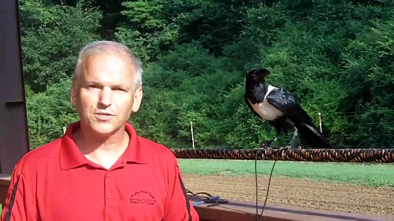 Ravens and Crows with Daniel Walthers