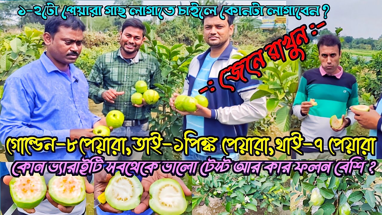 Golden-8,Tai-1pink,Thai-7,L-49 Guava plant  Better verity fruiting & test review