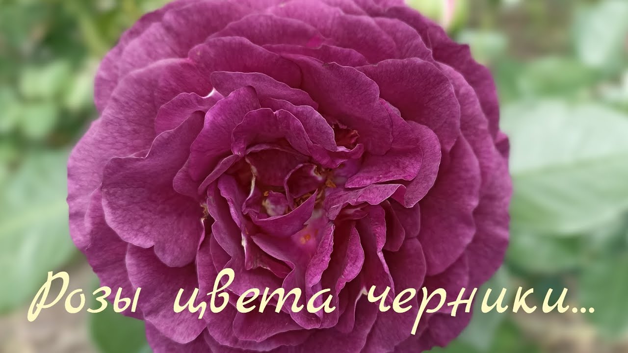 Роза Минерва, Эбб Тайд и...розы... #саженцыроз #розывсаду #цветениероз