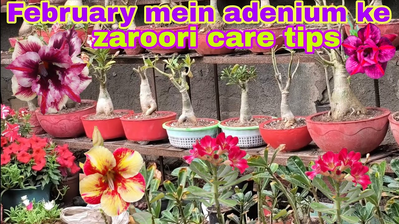 February mein adenium ke Jaruri care tips