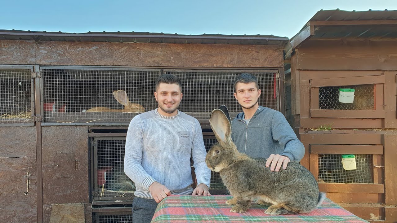 Vizita la Cosmin Nitu, rasa Urias German Gri, Giant Gray Rabbits, Lapins, Kroliki, Kaninchen