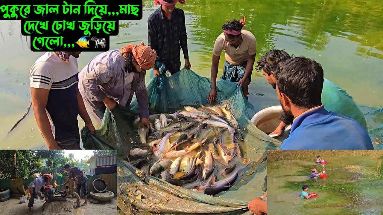 পুকুরে জাল টান দিয়ে,,,মাছ দেখে চোখ জুড়িয়ে গেলো,,,🐠🐄