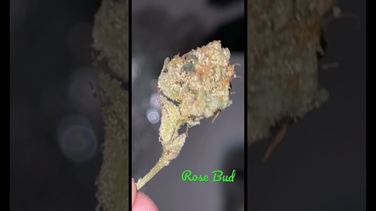 Rose Bud
