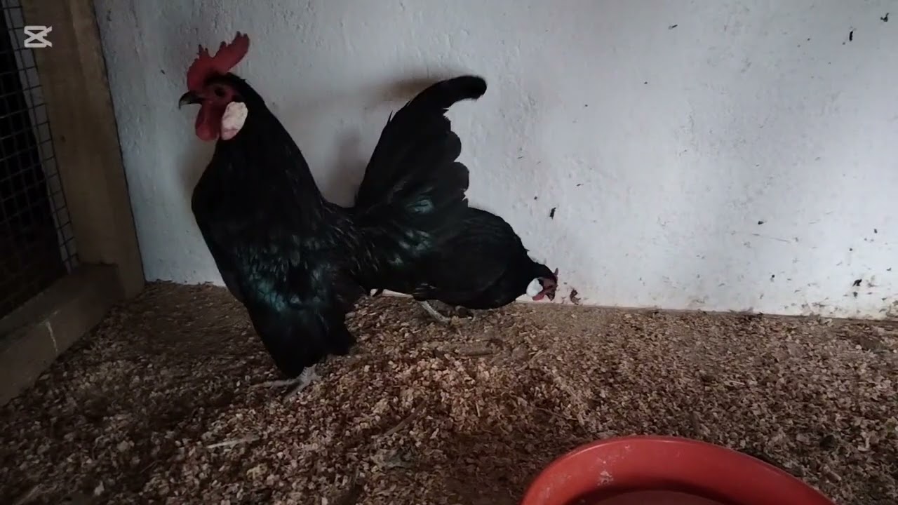 Păsări Noi în gospodărie de o mare frumusețe 🤩