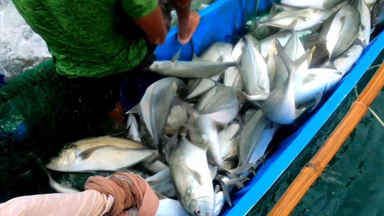 Jackpot! Napakaraming Talakitok Nahuli sa Lambat