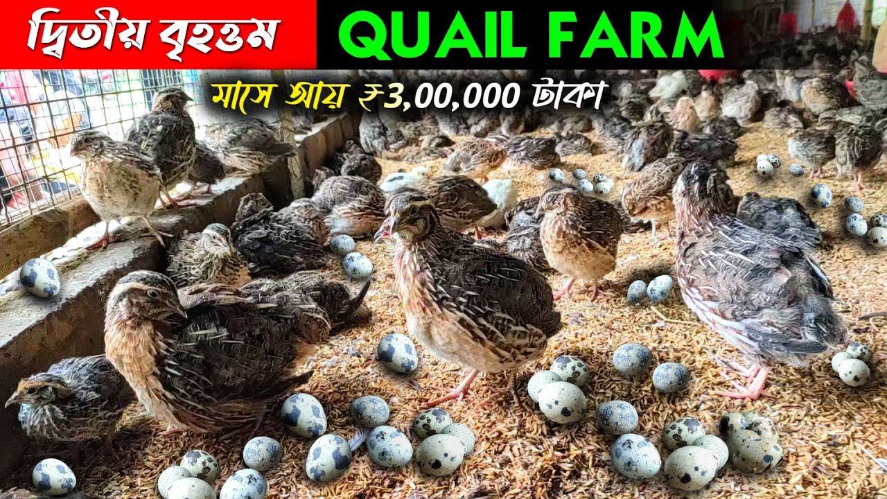 পশ্চিমবঙ্গের দ্বিতীয় বৃহত্তম কোয়েল ফার্ম| Largest QUAIL FARMin West Bengal Quail Farming| Quail Bird