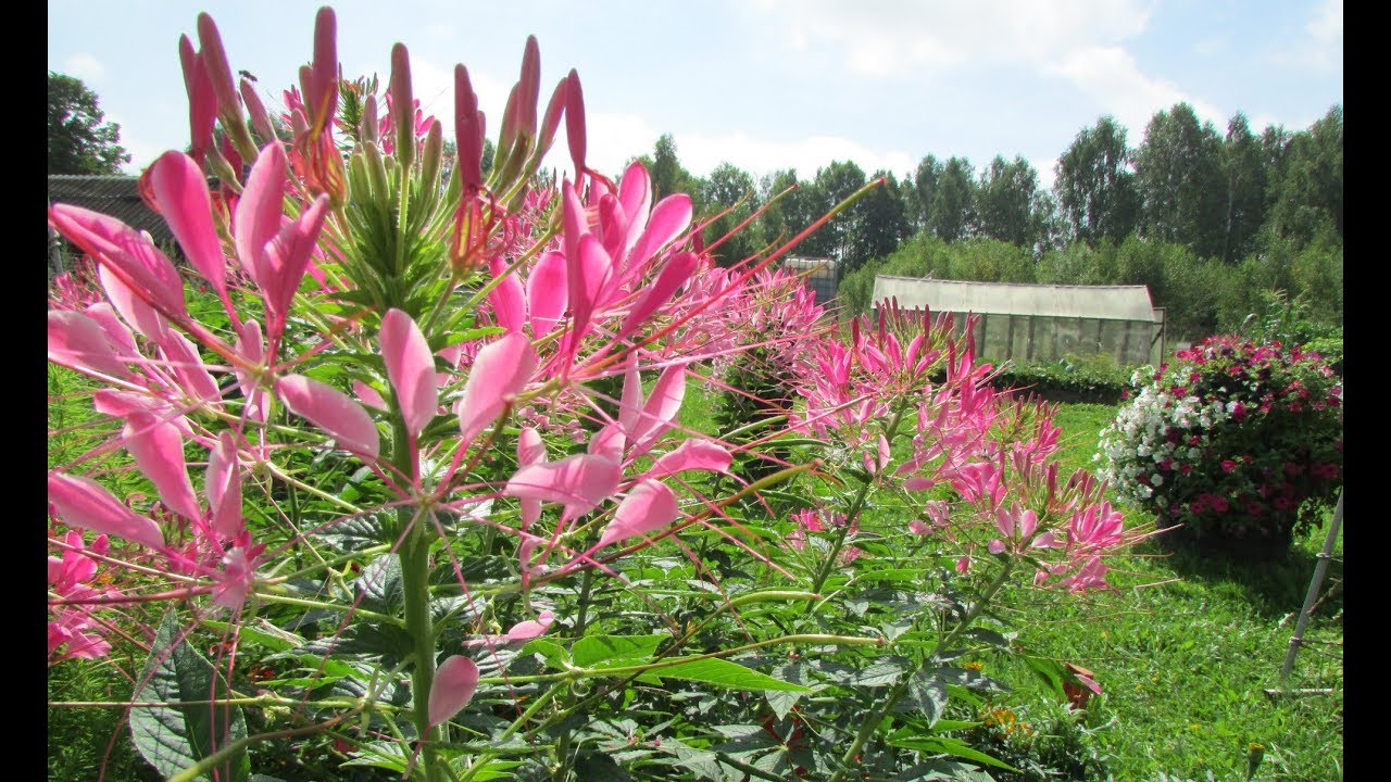 Брызги шампанского на Вашей клумбе. Клеома: выращивание и уход