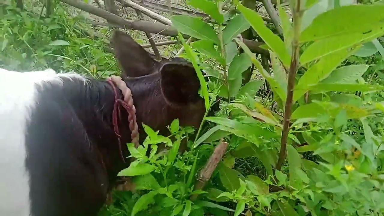 HF female calf .. Mother is local cow cross breed. Satisfying results of SSG Semen .... ❤️