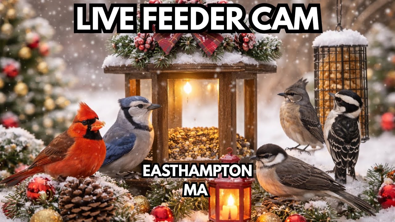 LIVE FEEDER CAM – Gentle Snowfall Before Christmas | Easthampton, MA (Dec 23)
