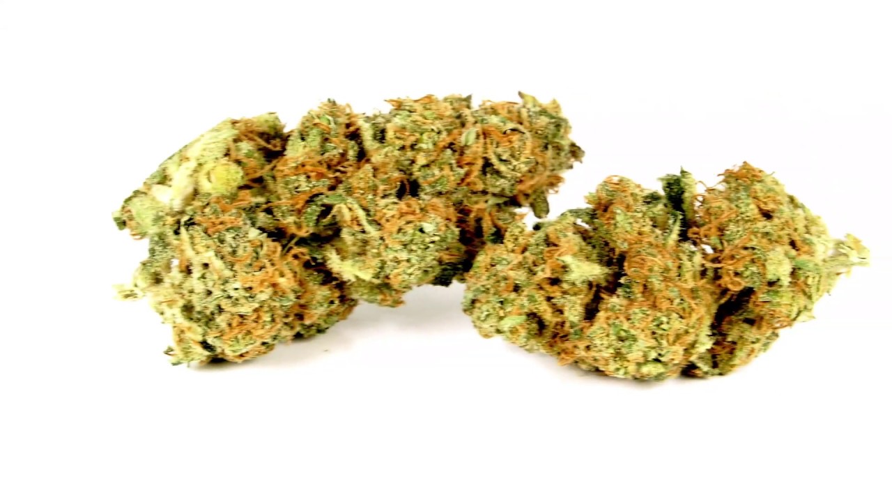 CBD Shark | Strain Review