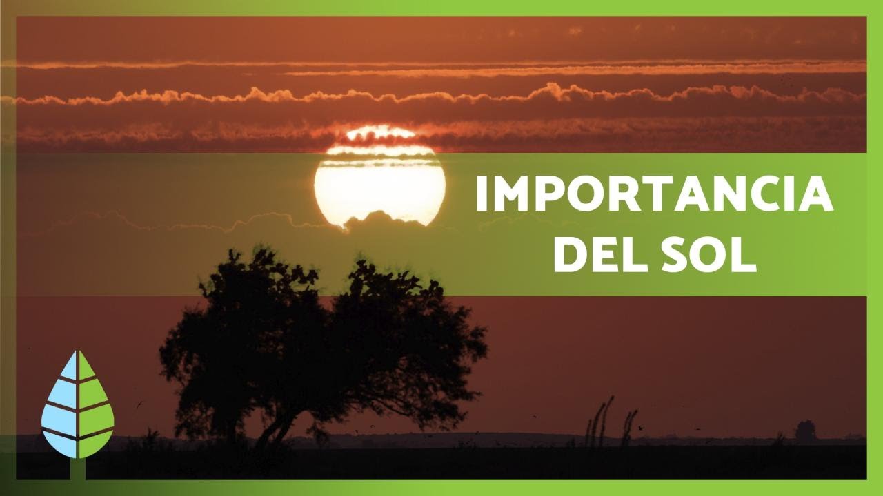 Importancia de LA LUZ SOLAR para LA VIDA ☀️🌱
