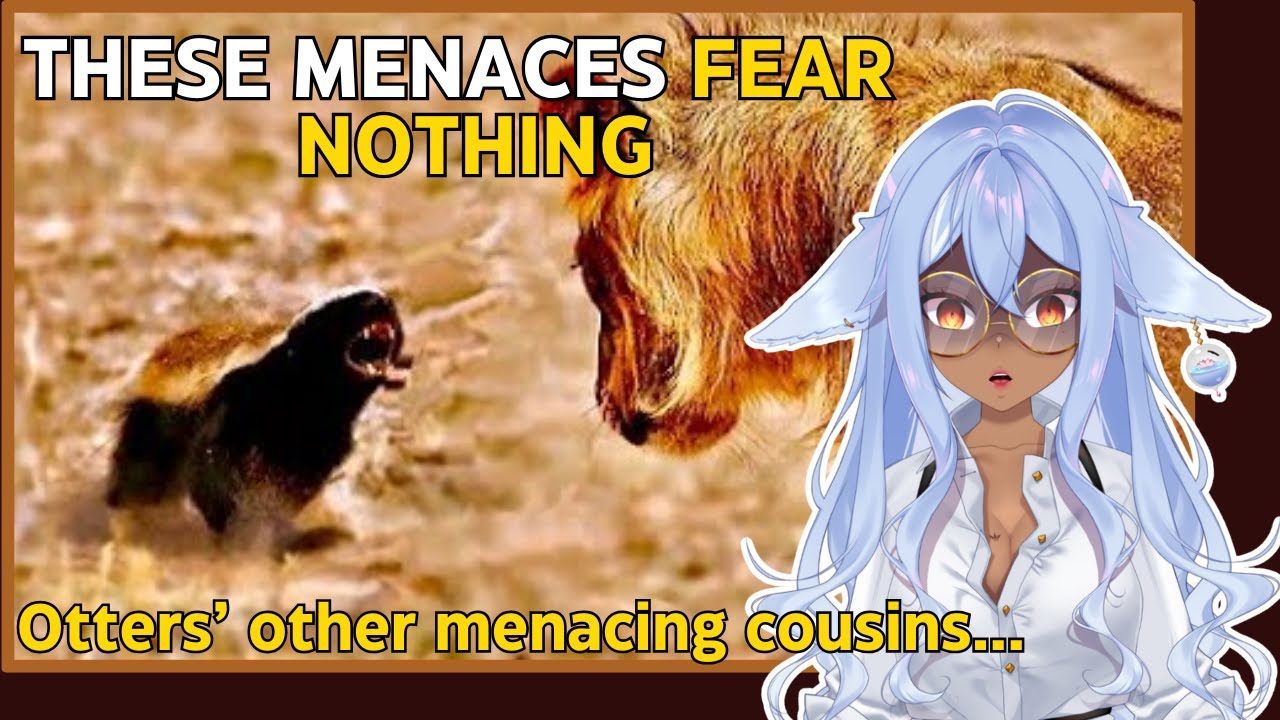 Vtuber Learns About The Menacing Activities of Honey Badgers | Channie Reacts to Casual Geographic