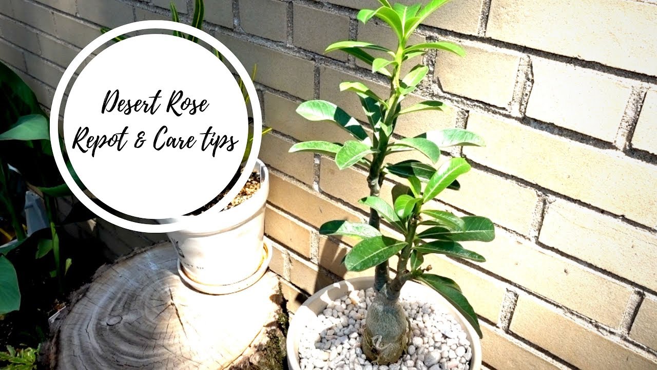 Desert Rose | Care Tips, Soil, Repot with me!