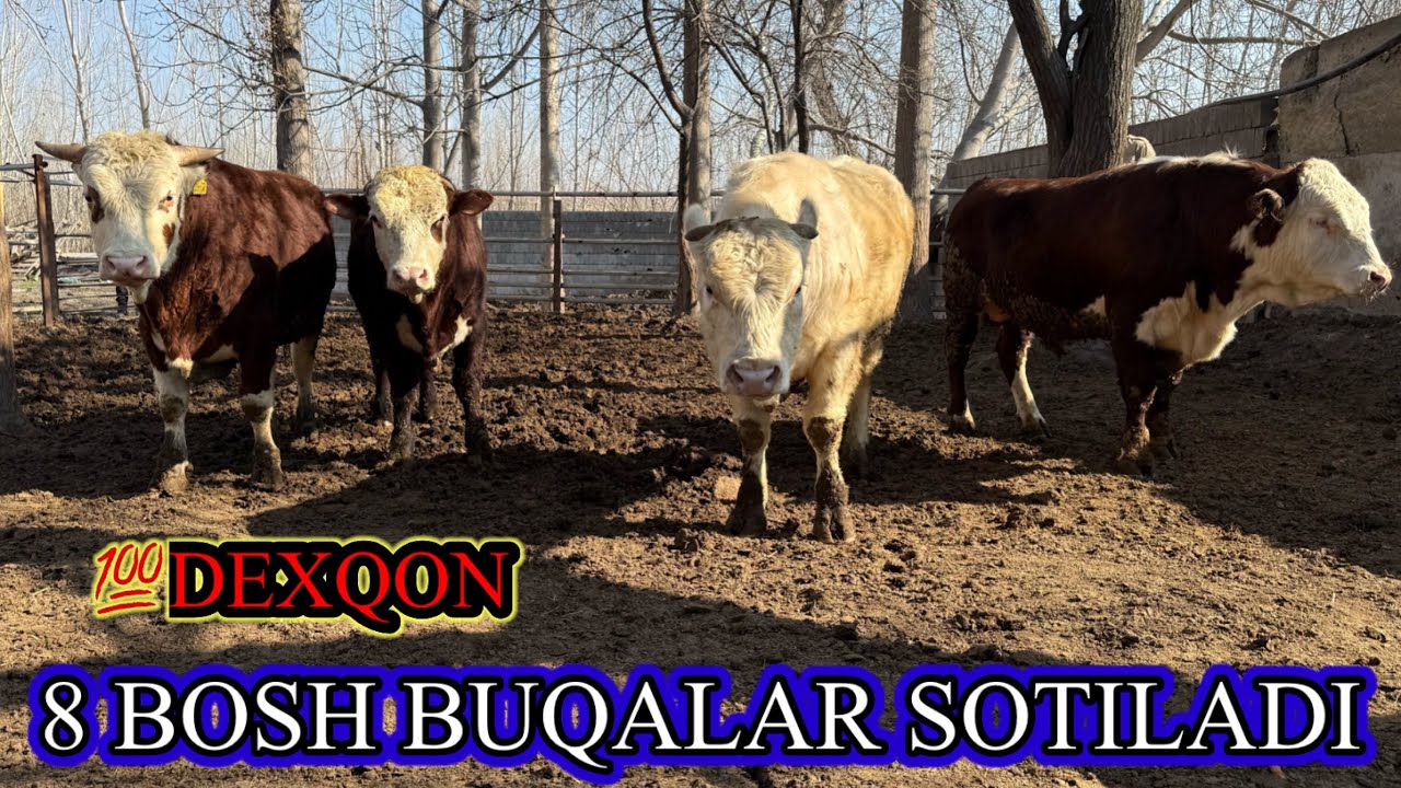 💯% DEXQON . GEREFORT BUQALAR 8 BOSH SOTILADI. Dastafka yuq,