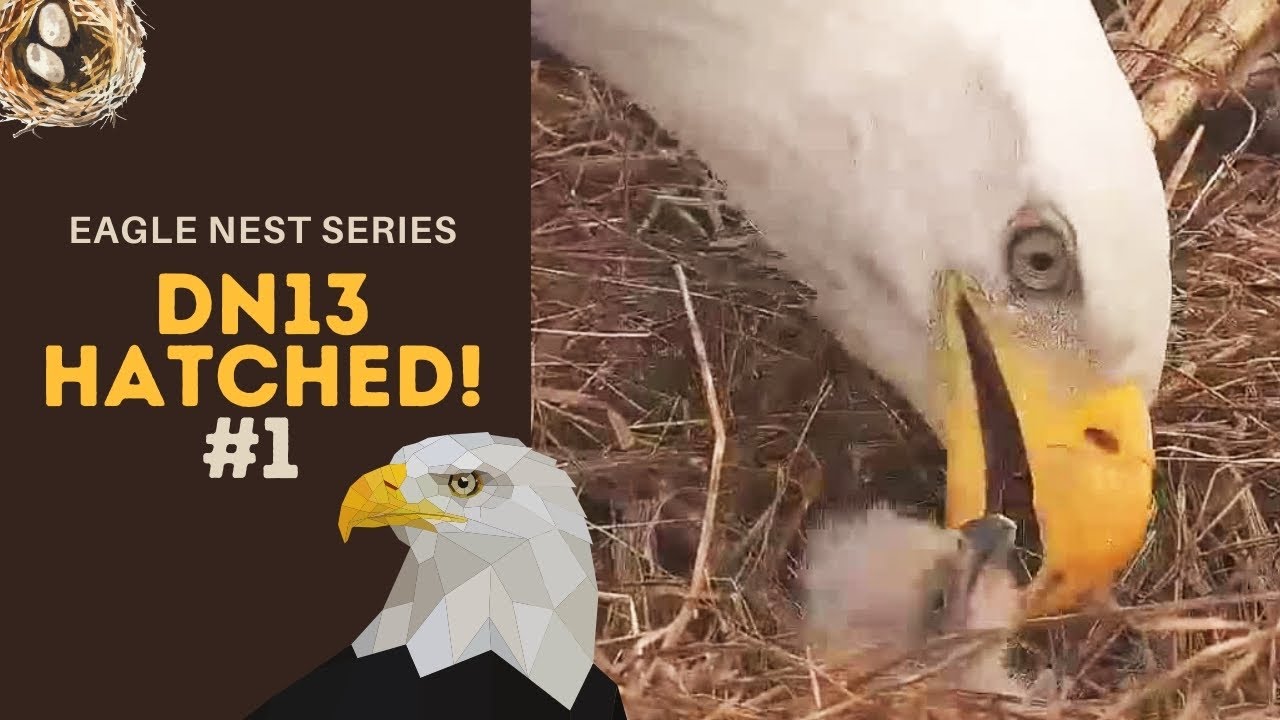 Eagle Nest Series #1 | DN13 hatched! First peeks & a succesfull feeding! ~ 3-25-2021