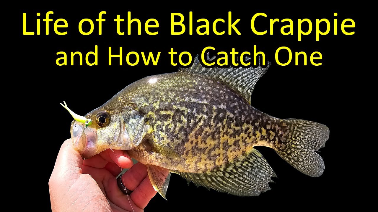 Life of the Crappie and How to Catch One Fishing