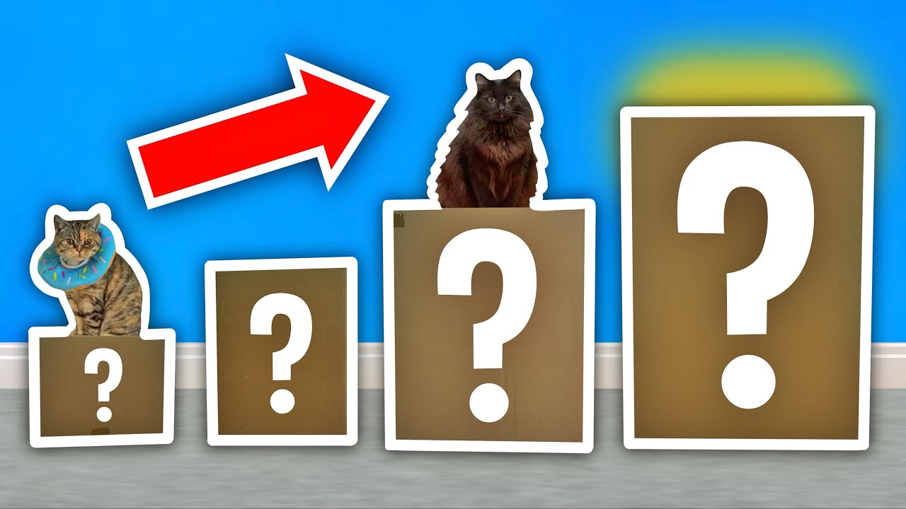 Cat MYSTERY Boxes...