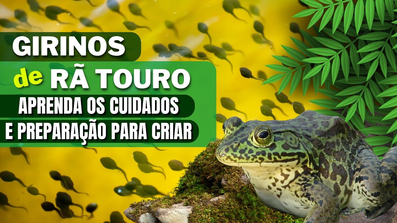 GIRINOS DE RÃ TOURO | Aprenda os Cuidados e Preparação para Criar