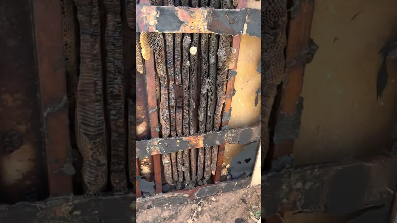 Shed wall honeybees out on a farm