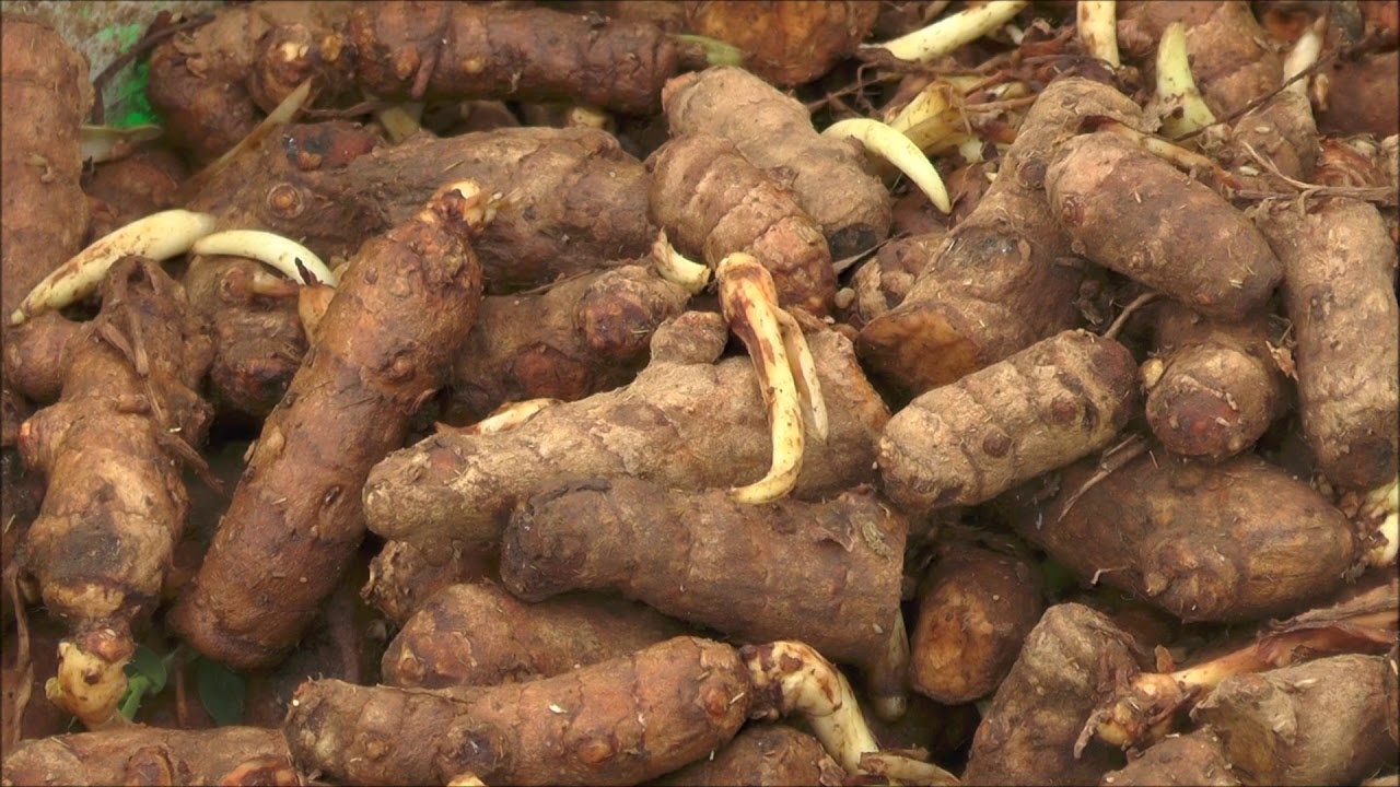 Natual Farming Method of Turmeric Transplantation_Kadapa