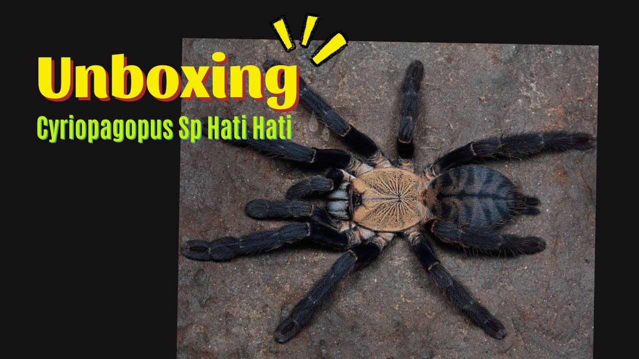Unboxing Sp Hati hati (Cyriopagopus Sp Hati Hati) | Purple Earth Tiger Tarantula