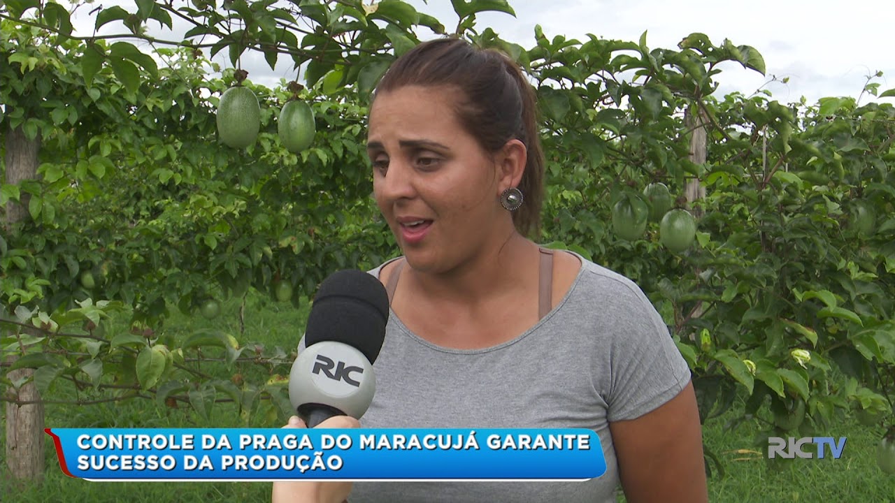 Controle da praga do maracujá garante sucesso da produção