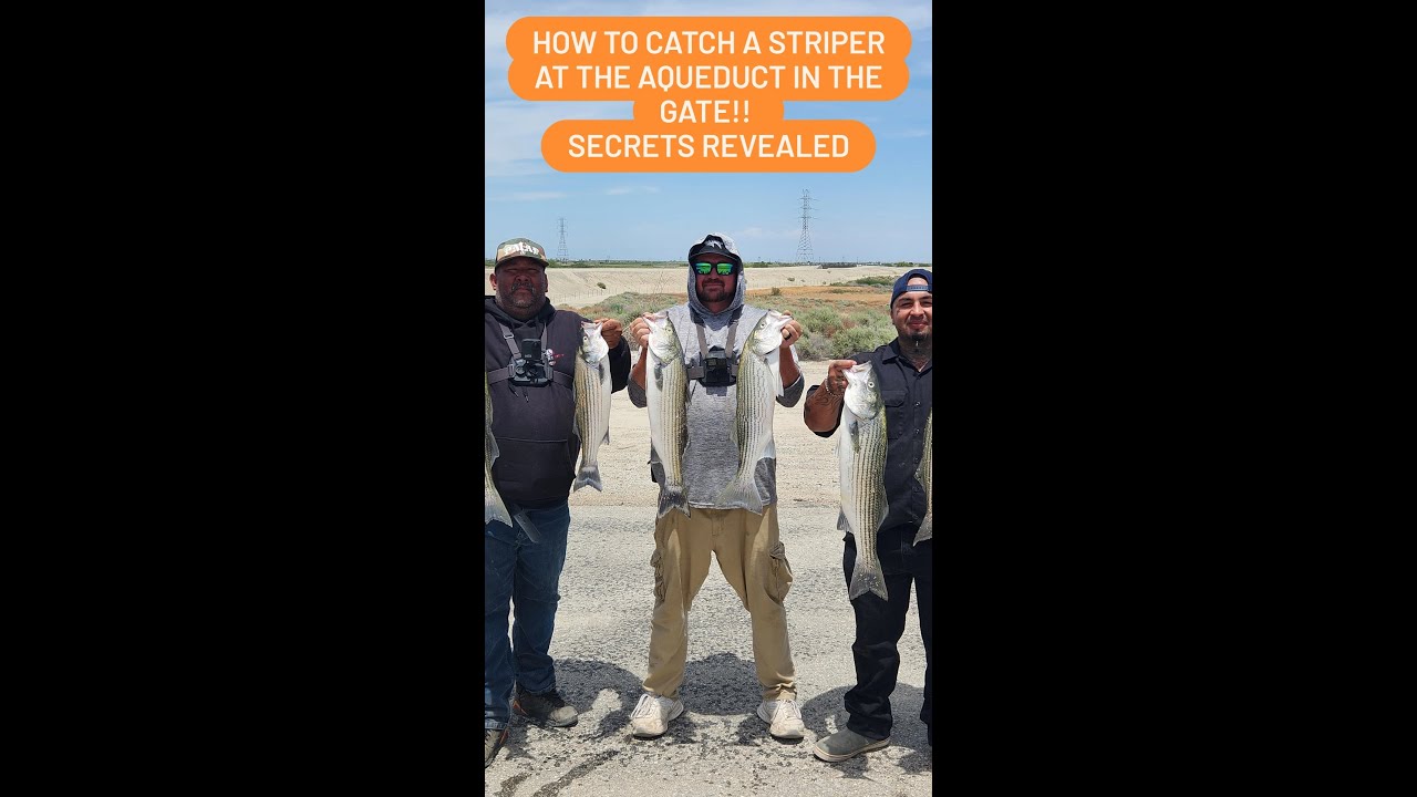 How to catch striper At The Aqueduct in the gate   Secrets Spilled