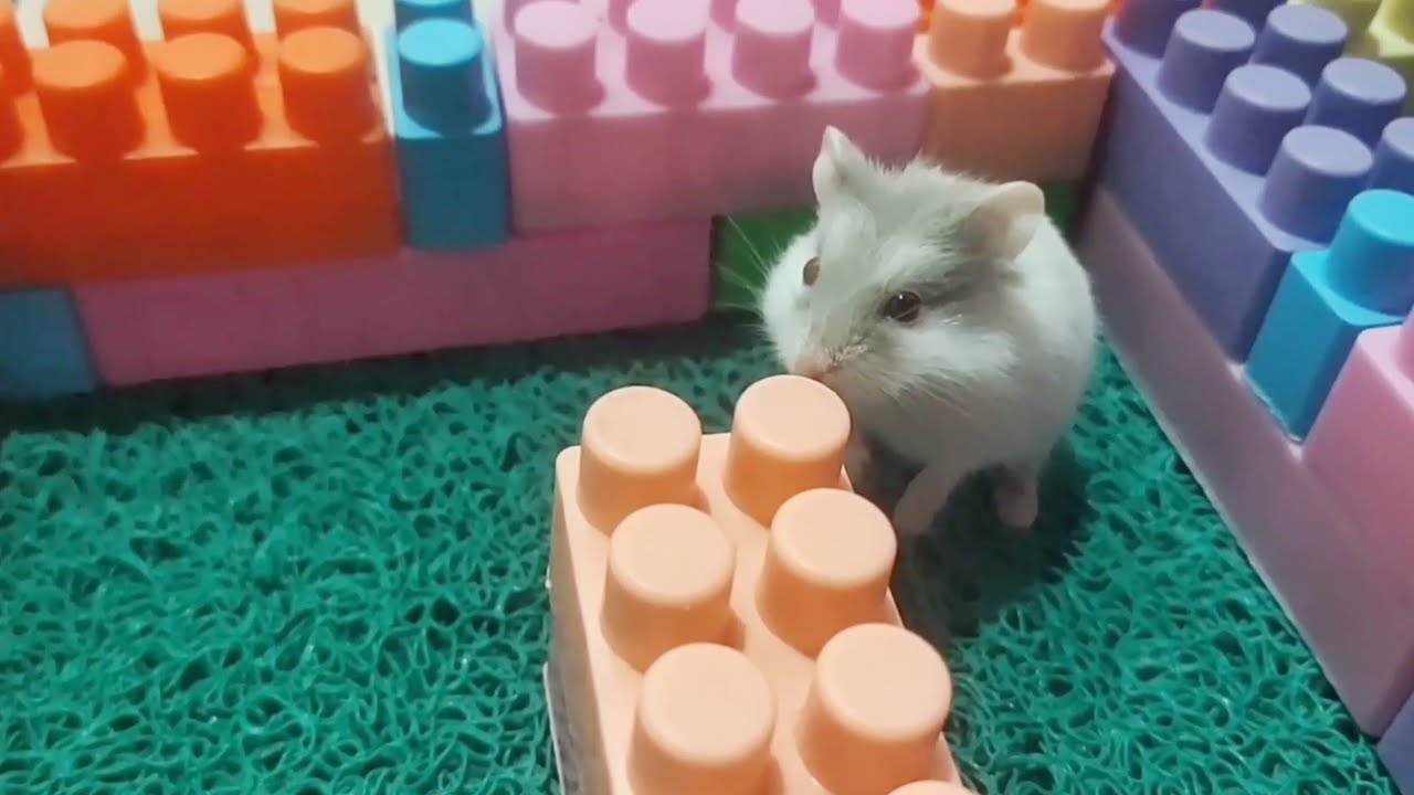 Always happy with my little hamsters 🐹#hamsters #pets #cute #animals #funny #funnyhamster