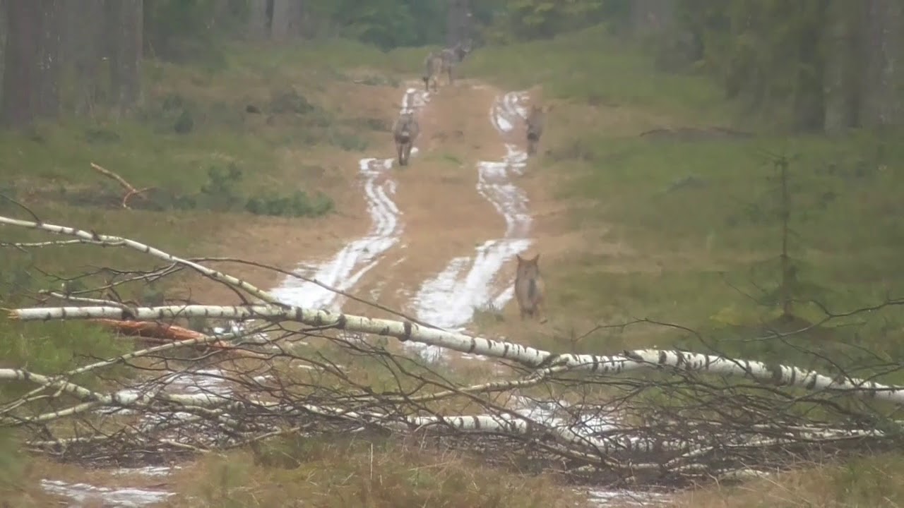 Wilcza Wataha Puszcza Piska okolice Niecponka/Jegocina