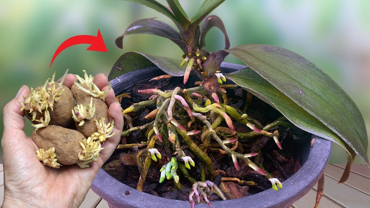 Treasure for orchids! Suddenly the orchid grew new roots and bloomed super flowers