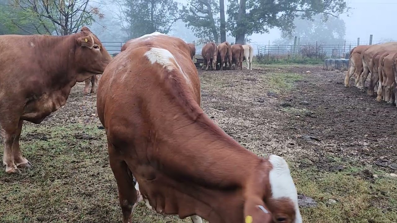 message from the cow pasture 102625