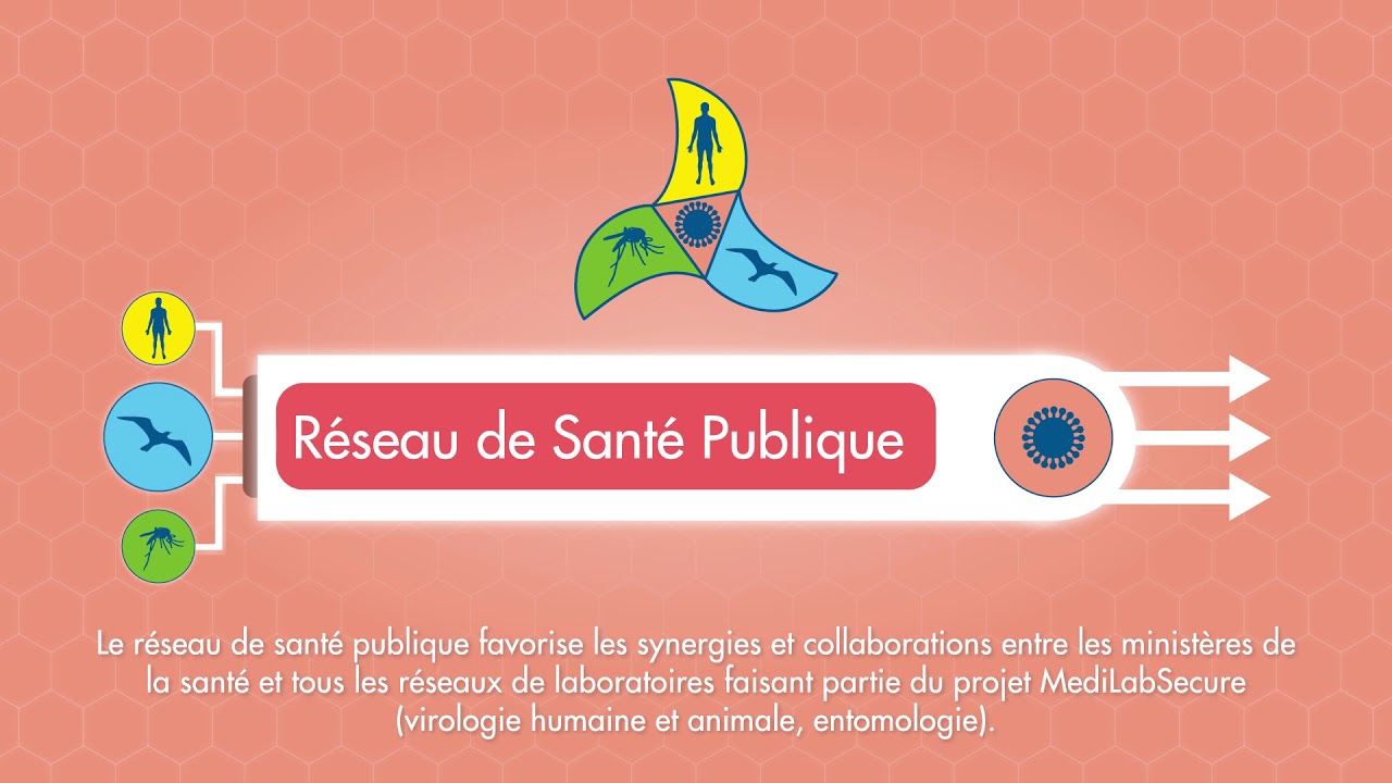Santé publique - L’approche « One Health » pour combattre les maladies à transmission vectorielle.