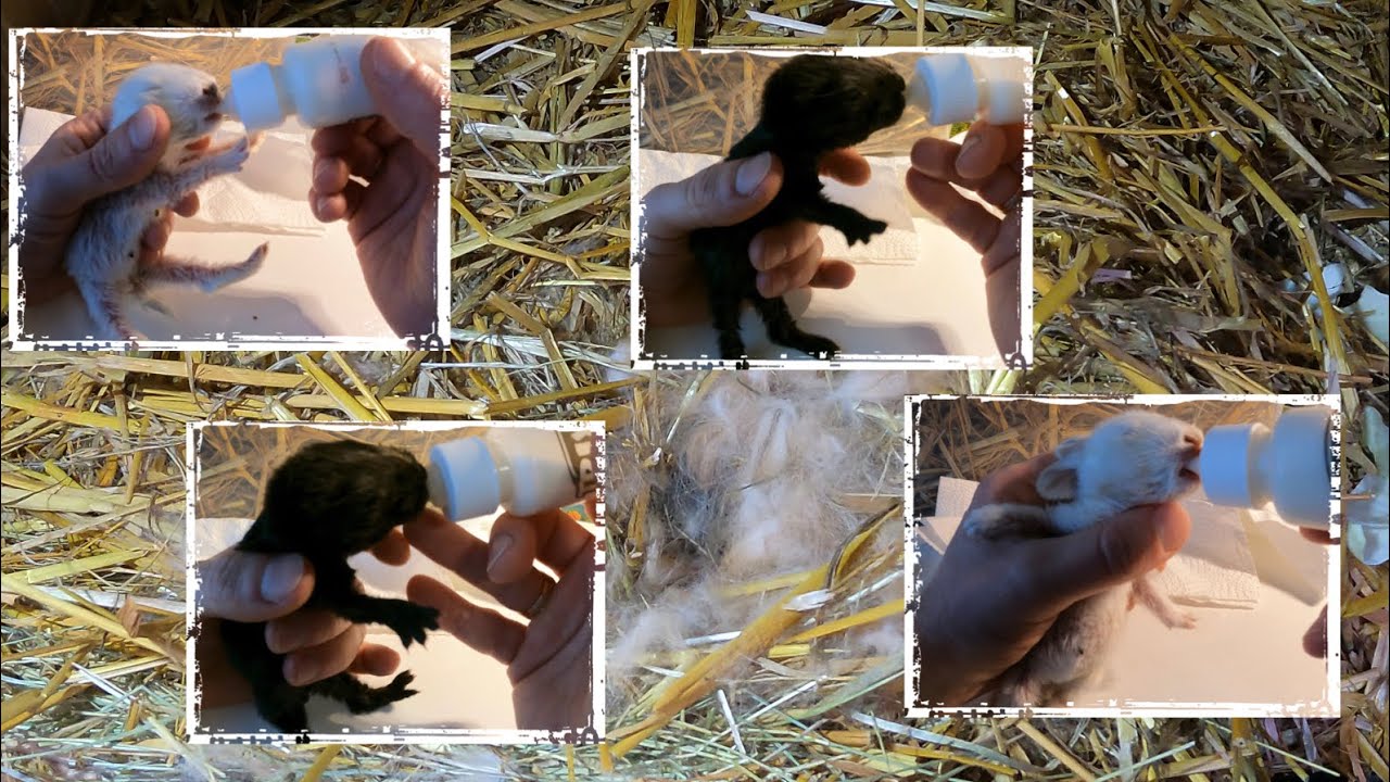 11 Tage alte Kaninchen haben sich an Flasche gewohnt Handaufzucht