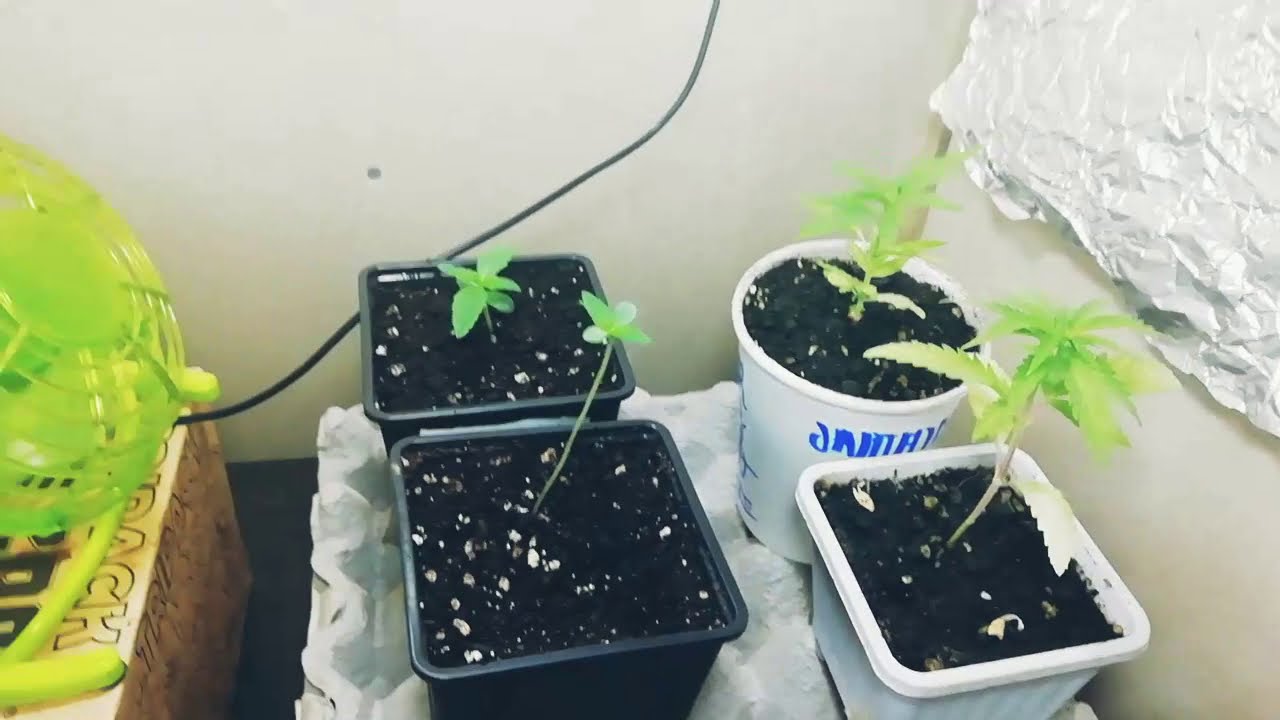 Moby Dick Xxl Auto - Auto Nefertiti - jamaican dream - d&iacute;a 8