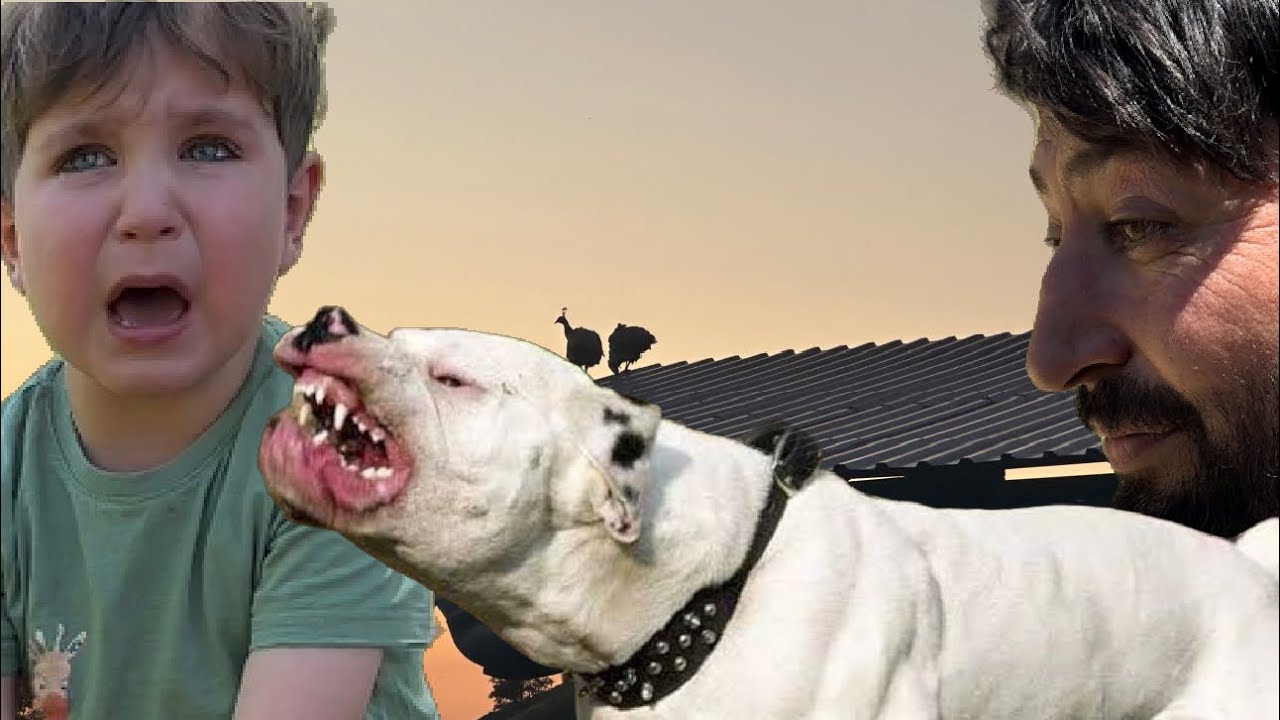 VAHŞİ KÖPEK ? KÖYDE SAHİBİNİN BAŞINA BELA OLAN KÖPEĞİ ALDIK ~ KÖYDE HERKEZ BU KÖPEKTEN ŞİKAYETÇİ