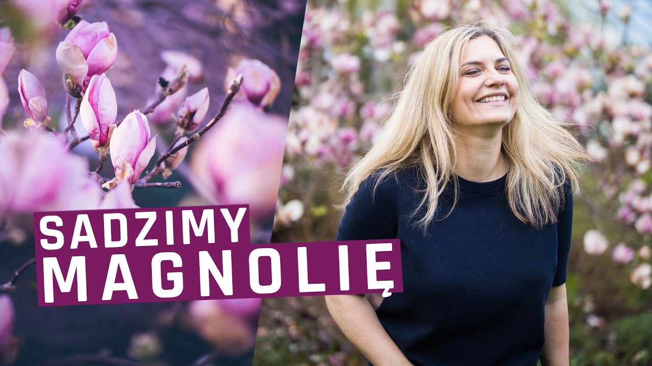 Sadzimy magnolię! Magnolia - w jakim miejscu będzie jej najlepiej?